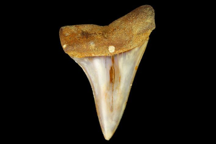 Colorful Mako/White Shark Tooth Fossil - Sharktooth Hill, CA #122712